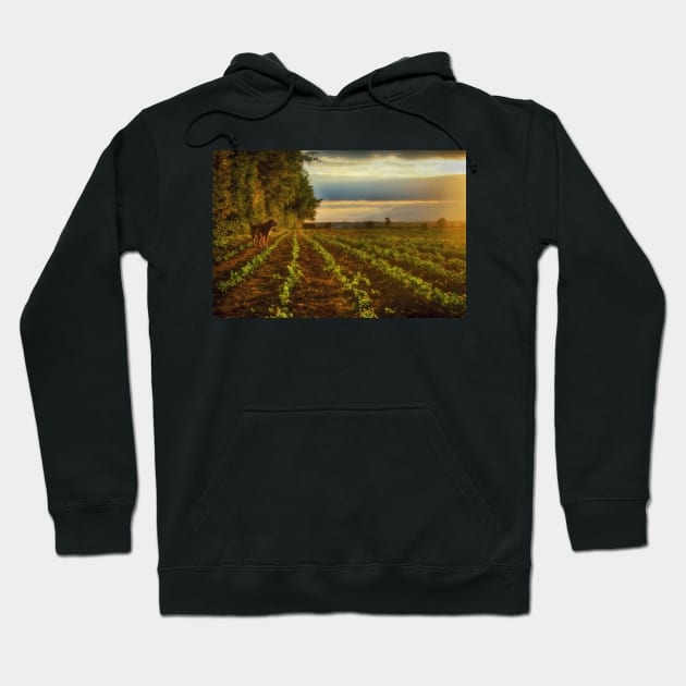 Walk in the Sun Hoodie by InspiraImage